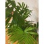 Chamaedoerea elegans / Dağ Palmiyesi