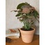 Syngonium podophyllum 'Pink' / Melek Kanadı Bitkisi