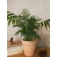 Chamaedorea elegans / Dağ Palmiyesi