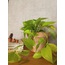 Epipremnum aureum 'Neon' / Neon Pothos Sarmaşığı