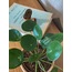 Pilea peperomioides / Para Çiçeği