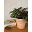 Calathea makoyana / Dua Çiçeği