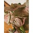 Syngonium podophyllum 'Pink' / Melek Kanadı Bitkisi