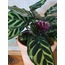 Calathea makoyana / Dua Çiçeği