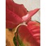 Aglaonema 'Pink' / Pembe Çin Herdem Yeşili