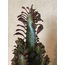 Euphorbia trigona 'Rubra' / Sütleğen-Kovboy Kaktüsü (Pembe alacalı)