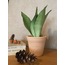 Sansevieria trifasciata 'Moonshine' / Paşa Kılıcı 