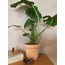 Monstera deliciosa / Devetabanı