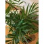 Chamaedorea elegans / Dağ Palmiyesi
