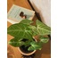 Syngonium podophyllum / Melek Kanadı Bitkisi