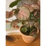 Syngonium podophyllum 'Pink' / Melek Kanadı Bitkisi
