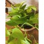 Epipremnum aureum 'Neon' / Neon Pothos Sarmaşığı