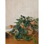 Scindapsus pictus 'Satin' / Satin Pothos Sarmaşığı