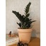 Zamioculcas zamiifolia 'Rraven' / ZZ-Zamia Çiçeği (Koyu renkli)
