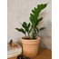 Zamioculcas zamiifolia / ZZ-Zamia Çiçeği