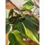 Philodendron scandens 'Brasil' / Kalp Yapraklı Salon Sarmaşığı
