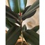 Ficus elastica / Kauçuk Bitkisi
