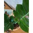 Zamioculcas zamiifolia / ZZ-Zamia Çiçeği