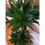 Dracaena compacta / Drasena