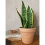 Sansevieria trifasciata / Paşa Kılıcı Bitkisi