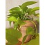 Epipremnum aureum 'Neon' / Neon Pothos Sarmaşığı