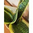 Sansevieria trifasciata / Paşa Kılıcı Bitkisi