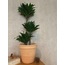 Dracaena compacta / Drasena