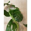Monstera deliciosa / Devetabanı