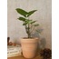 Syngonium podophyllum / Melek Kanadı Bitkisi