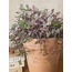Callisia repens 'Pink Lady' / Kalisya