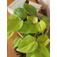 Philodendron 'Lemon Lime' / Kalp Yapraklı Salon Sarmaşığı