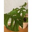 Monstera adansonii 'Monkey' / Devetabanı