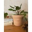 Pilea peperomioides / Para Çiçeği