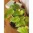 Philodendron 'Lemon Lime' / Kalp Yapraklı Salon Sarmaşığı