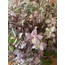 Callisia repens 'Pink Lady' / Kalisya