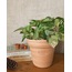 Epipremnum aureum Marble Queen / Alacalı Pothos