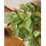 Epipremnum aureum Marble Queen / Alacalı Pothos
