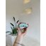 Lip Balm Su Yeşili Telefon Kabı