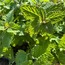 Melisa Çayı (Melissa officinalis) 20gr