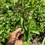 Tıbbi Nane Çayı (Mentha piperita) 20gr