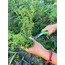 Kekik Çayı (Oreganum vulgare)  20gr