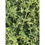 Kekik Çayı (Oreganum vulgare)  20gr