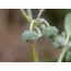 Chrozophora tinctoria (Siğil otu)