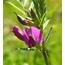 Adi Fiğ (Vicia Sativa)