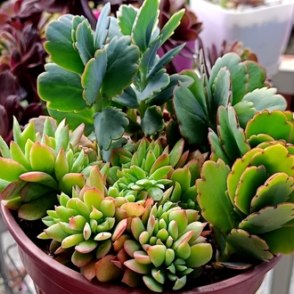 Echeveria luella ve kalanchoe