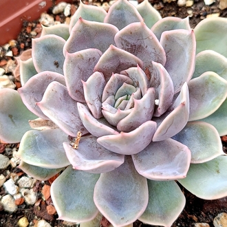 Echeveria Hercules
