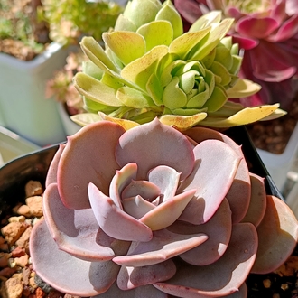 Echeveria dasty rose ve aeonium göblin
