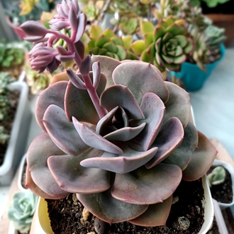 Graptoveria Dusty rose