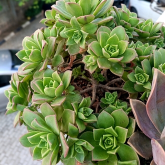 Aeonium Howartii