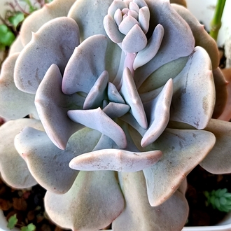 Echeveria Cubic frost